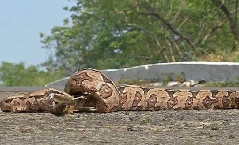 Jiboia engolindo um pássaro no Pantanal