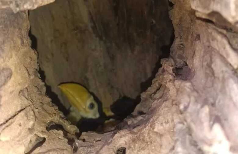 Ninho de tucanos em MS