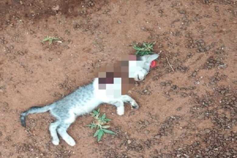 Gato foi decepado pelo suspeito