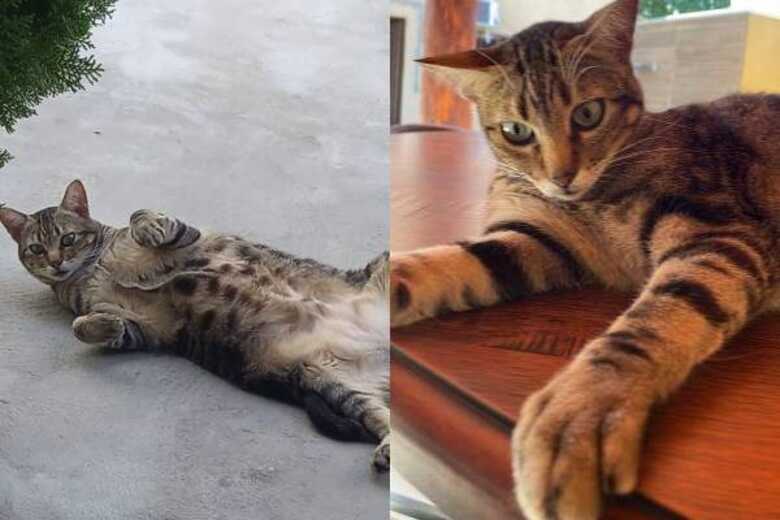 Pintinho sumiu na quinta-feira (16)