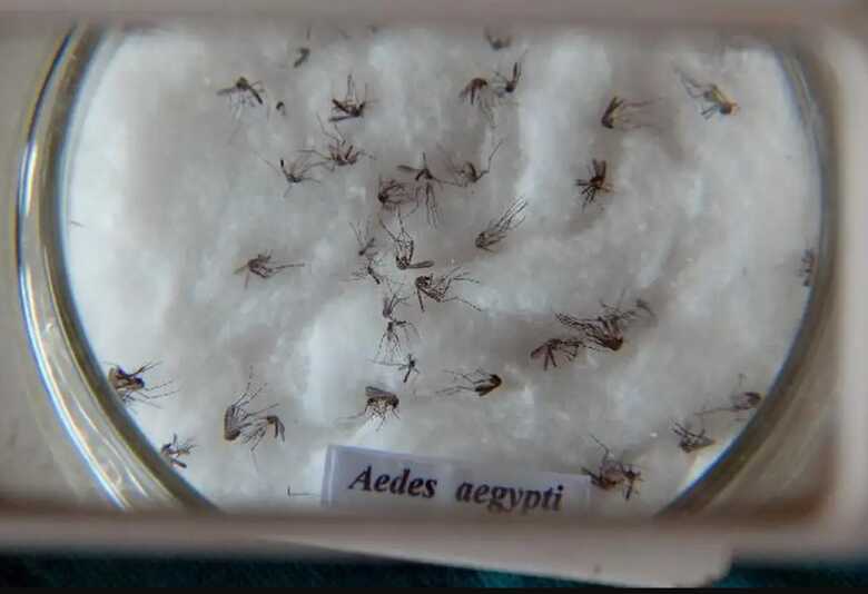 Mosquitos Aedes aegypti