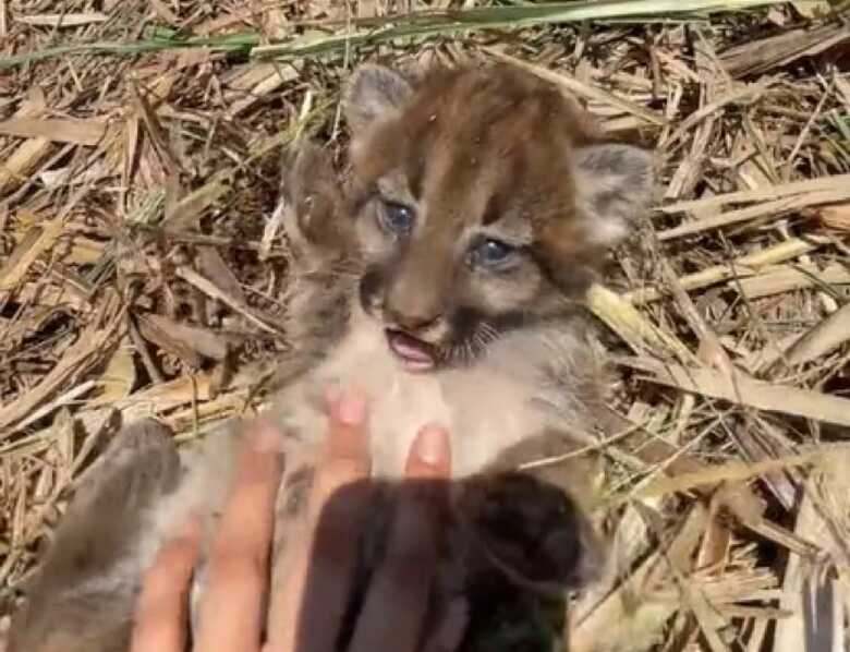 Filhote de on&ccedil;a encontrado em MS