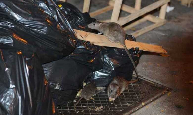Em per&iacute;odos de chuva, os casos podem aumentar e &eacute; preciso cuidado redobrado.