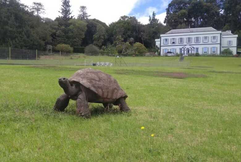 Tartaruga-gigante Jonathan em frente a Plantation House, onde reside desde 1882