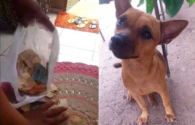Cachorro rasga mais de mil reais na Zona Rural de Esperantina
