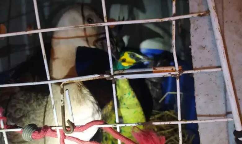 Aves apreendidas na carroceria da Fiorino