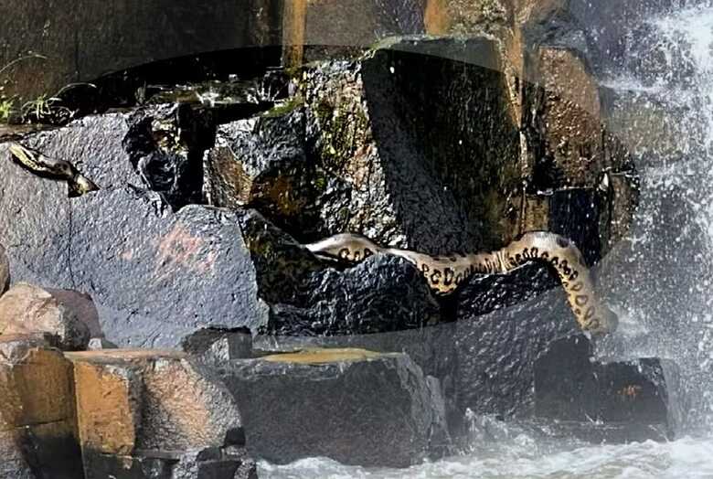 Sucuri verde tomando sol em cachoeira de Goi&aacute;s