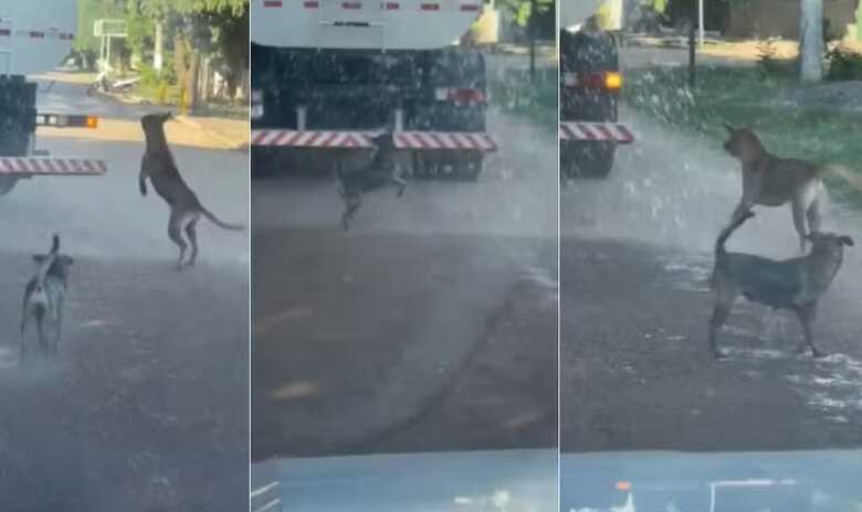 Cachorros se divertem com &aacute;gua de caminh&atilde;o pipa