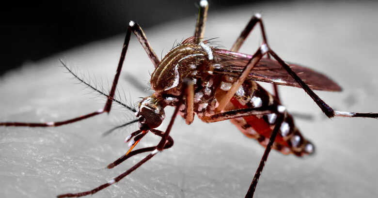 Aedes aegypti, mosquito transmissor da dengue e de outras arboviroses, como zika e chikungunya