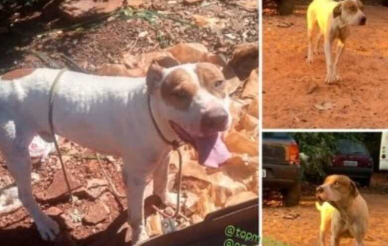 Cachorro perdido na Capital