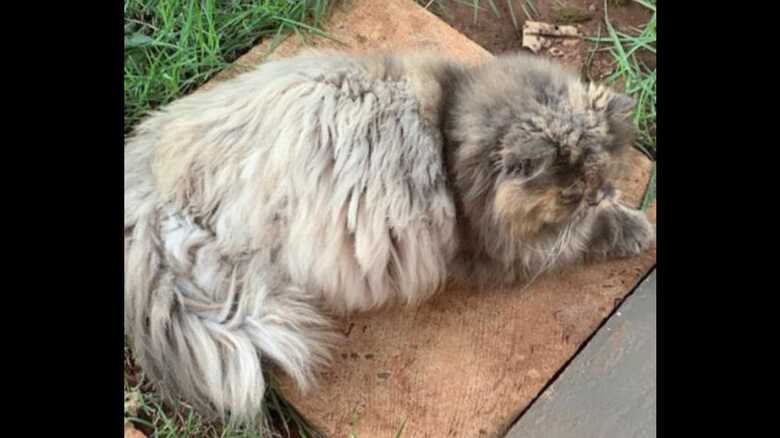 Gata persa atende pelo nome de Menina