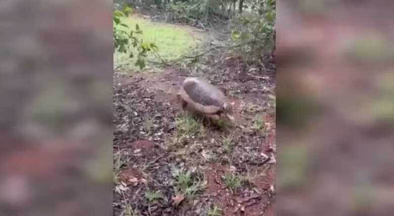 Tatu-canastra corre em meio a mata em Porangatu, Goiás