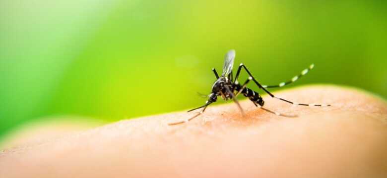 Pesquisadores desenvolveram macho do Aedes Aegypti