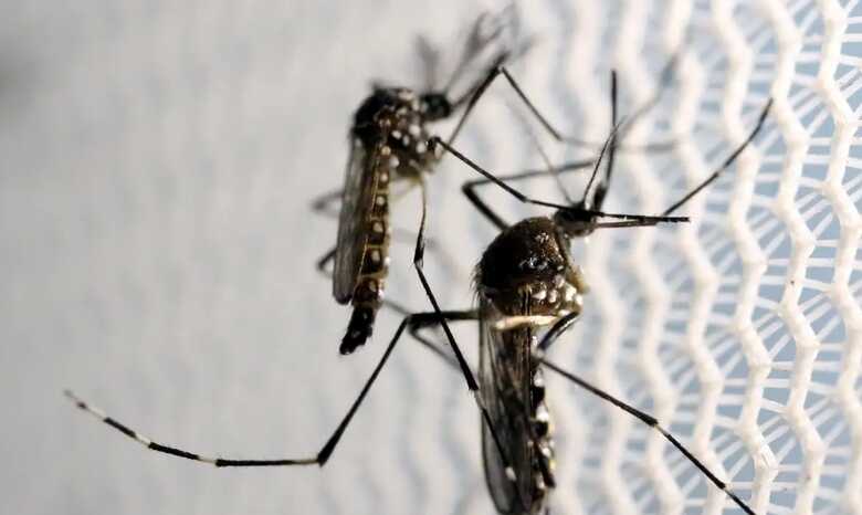 Aedes aegypti, o mosquito da dengue-