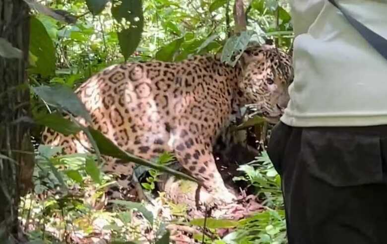 Com intuito de defender o território, onça pulou em cima das pessoas
