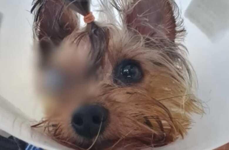 Animal perdeu parte da vis&atilde;o ap&oacute;s ida ao Pet Shop em Cuiab&aacute;