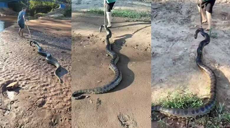 Sucuri foi maltratada em propriedade rural Itaquiraí