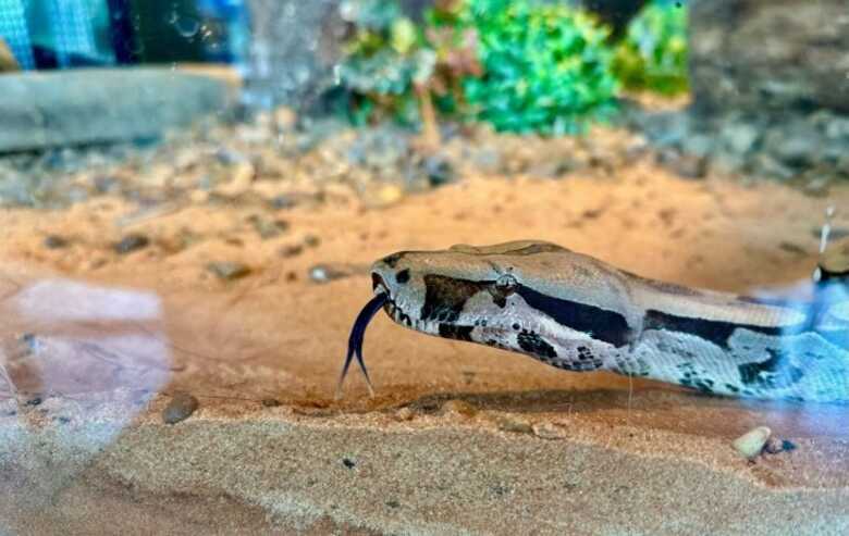 Jiboia foi batizada de Rachel Carson