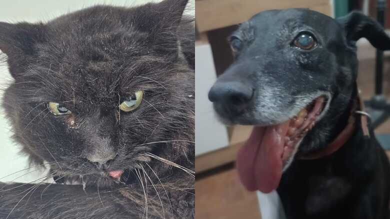 Neguinho (problema renal) e Neg&atilde;o (c&acirc;ncer)