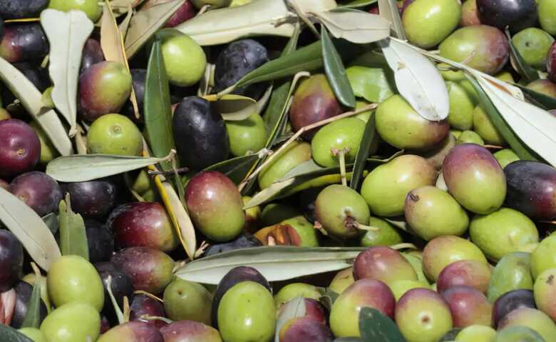 Produ&ccedil;&atilde;o de azeite extra virgem