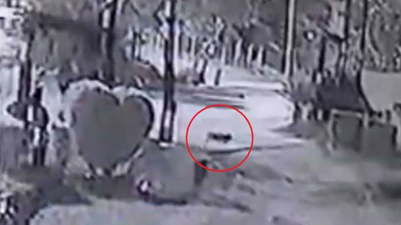Passagem do felino foi registrada por uma câmera de segurança