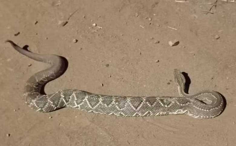 Cascavel &eacute; flagrada em rua da Capital