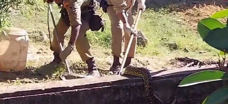Sucuri sendo tirada do esgoto, em Campo Grande