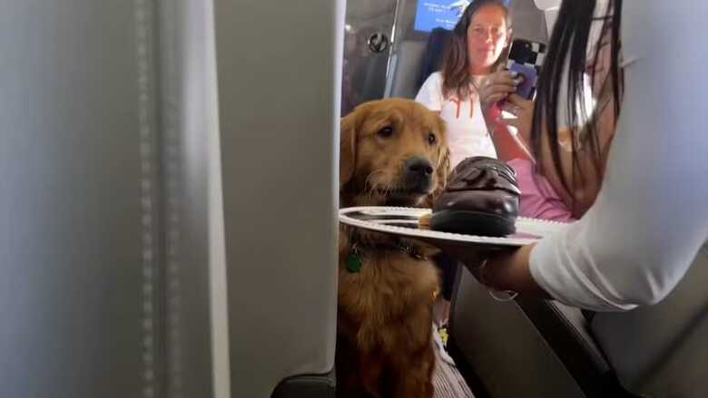 Companhia aérea realiza voo canino