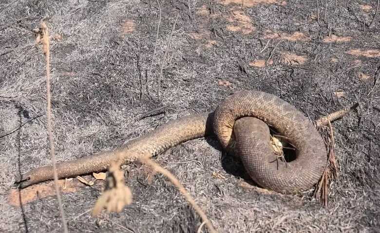 Cobra morre carbonizada no Pantanal