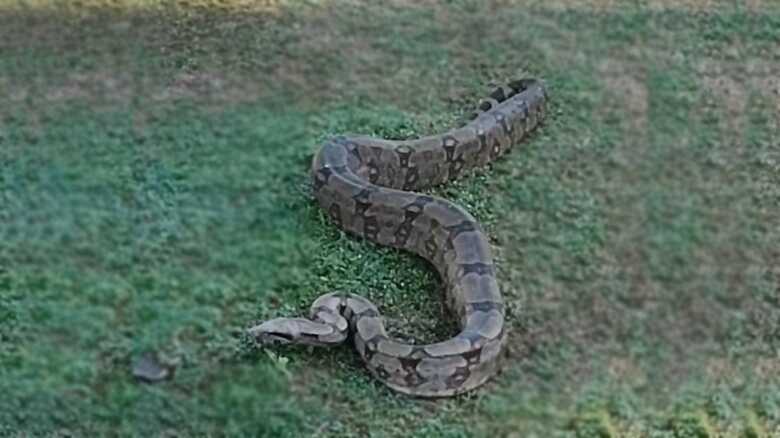 Animal encontrado em Aquidauana