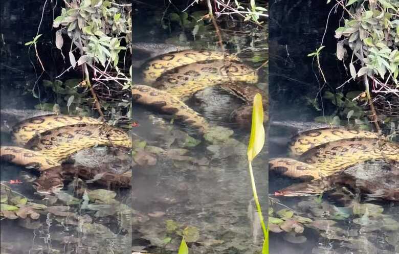Cobra gigante foi encontrada às margens do rio sucuri