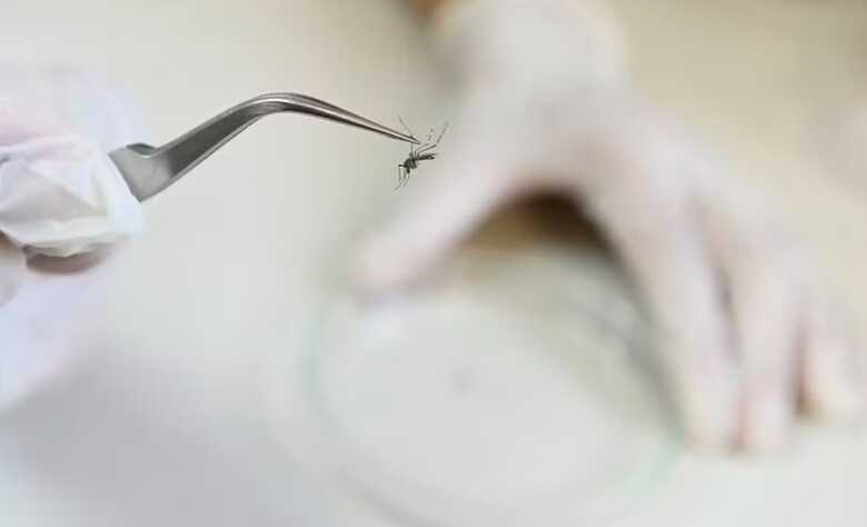Aedes Aegypti, o mosquito transmissor da dengue