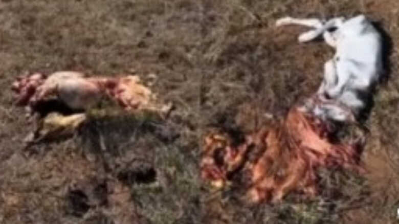 Os animais foram abatidos durante a invasão 