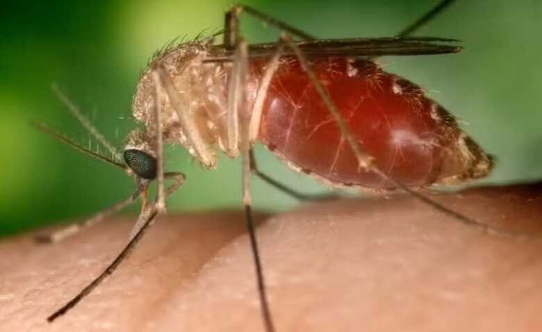 Mosquito conhecido como "maruim" ou "mosquito-pólvora"