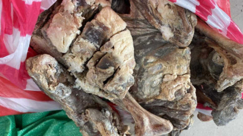 Foram apreendidos 50 kg de carcaças e carne de filhotes de lhama