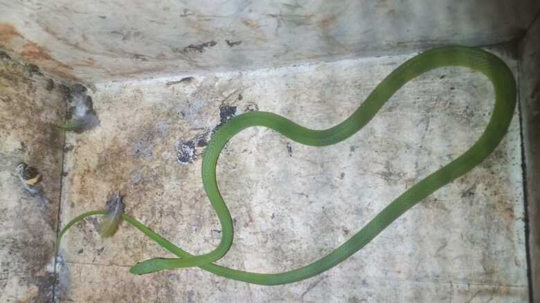 Cobra estava no sof&aacute; da casa do morador