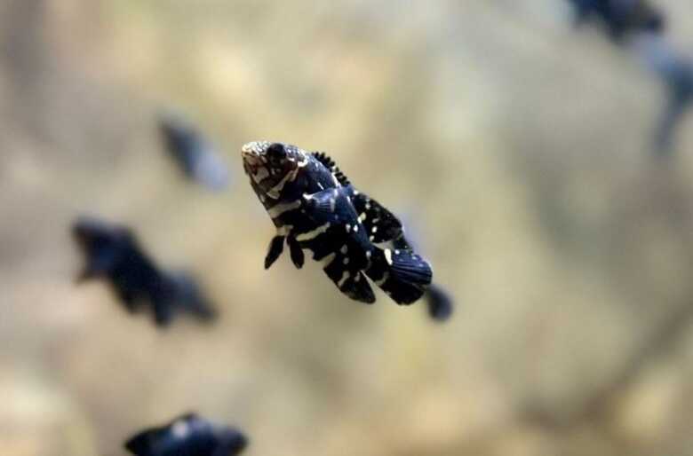 Peixe é conhecido popularmente como Oscar