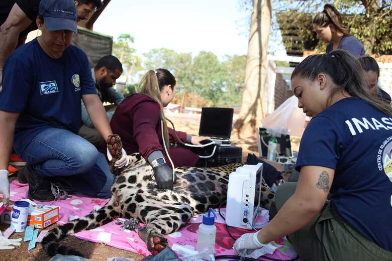 Onça-pintada recebe todo suporte após episódio de incêndios no Pantanal