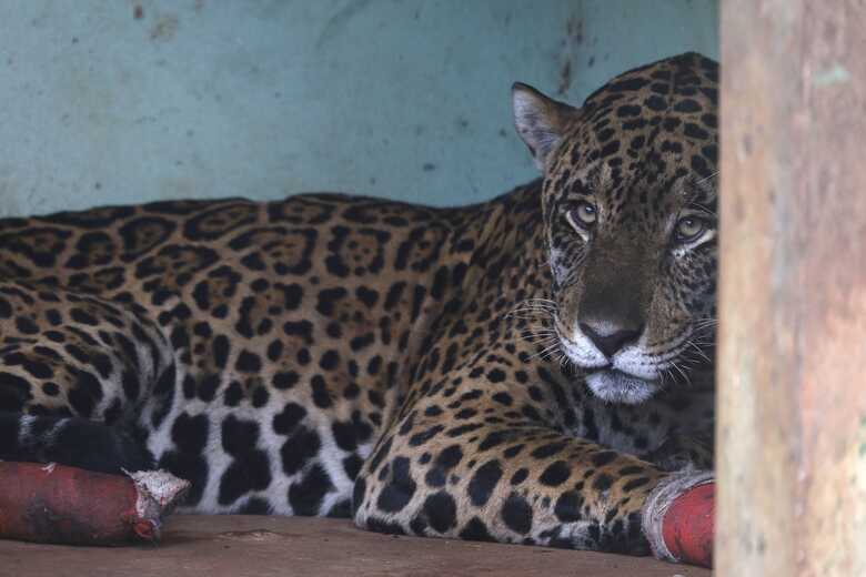 Onça está se recuperando em Campo Grande