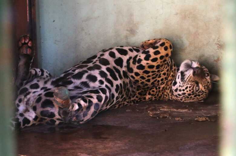 Miranda deitada descansando no CRAS após ser resgatada dos incêndios no Pantanal 