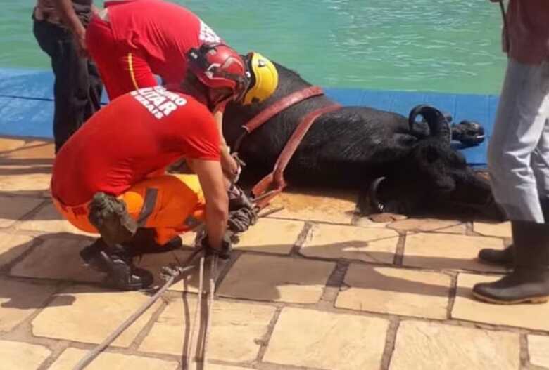 Búfala é flagrada dentro de piscina de clube