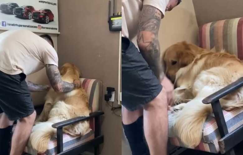 Golden retriever Matteo ganhou os corações na internet