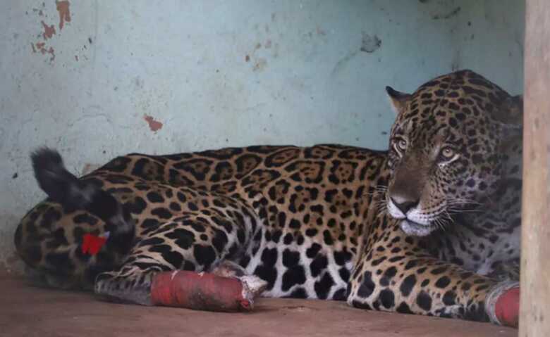 Onça-pintada macho Antã