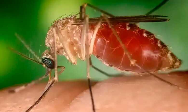 Mosquito Maruim é o transmissor da doença