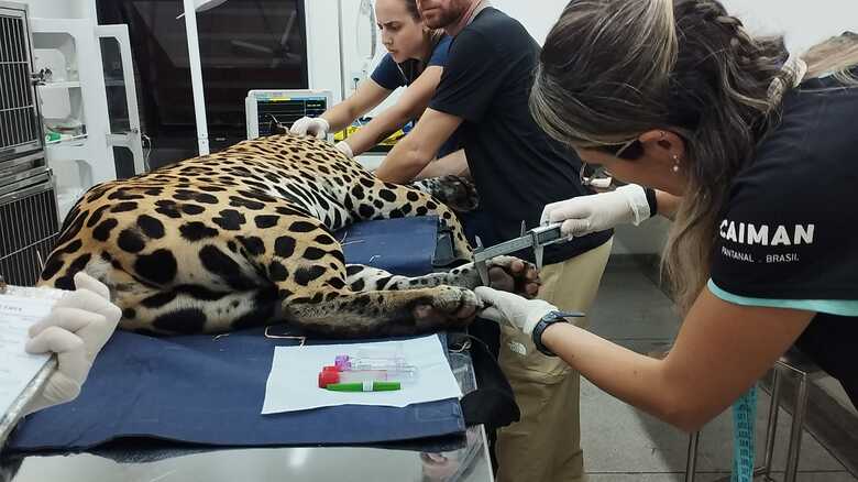 Onça-pintada passou por exames antes de ser solta