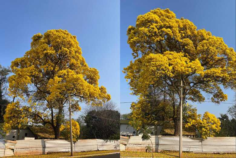 A flora majestosa do Ipê Amarelo chama a atenção de quem passa pelo local