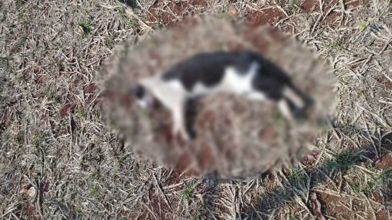 Animal encontrado morto nesta manhã