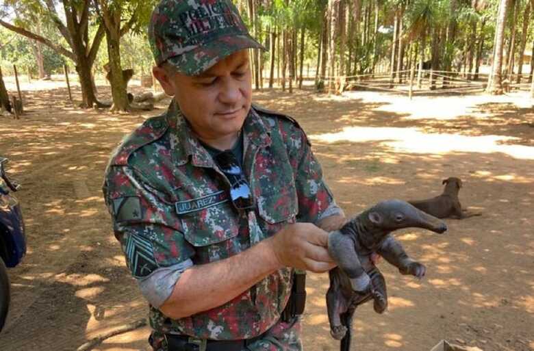 PMA deve ser sempre acionada para casos de animais silvestres