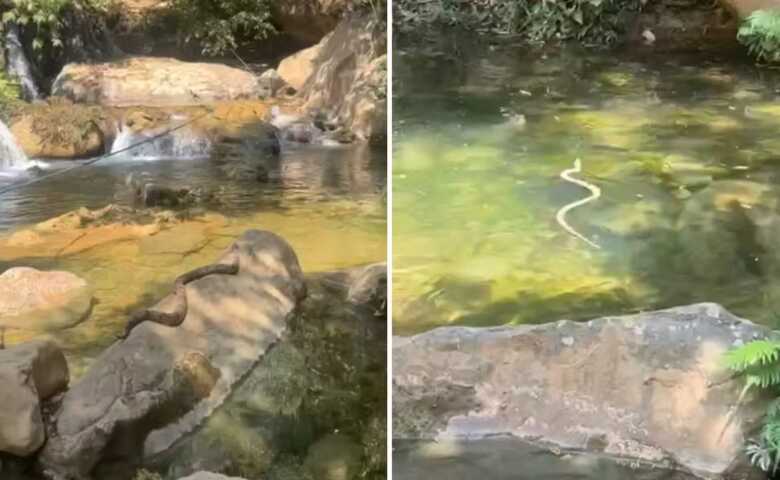 Jiboia tomando sol e nadando em uma cachoeira de Formosa, Goiás