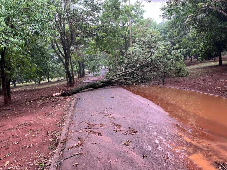 Árvore caída no Parque das Nações